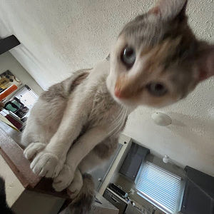 Meet your Posher, Bella